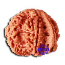 Load image into Gallery viewer, Nepalese Ganesh Rudraksha - Bead No. 251