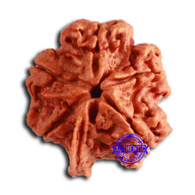 Load image into Gallery viewer, Nepalese Ganesh Rudraksha - Bead 252