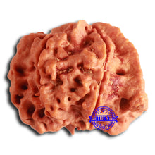 Load image into Gallery viewer, Nepalese Ganesh Rudraksha - Bead 252