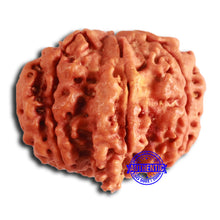 Load image into Gallery viewer, Nepalese Ganesh Rudraksha - Bead 254
