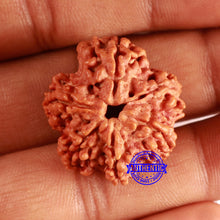 Load image into Gallery viewer, Nepalese Ganesh Rudraksha - Bead 255