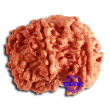 Load image into Gallery viewer, Nepalese Ganesh Rudraksha - Bead 255