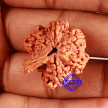 Load image into Gallery viewer, Nepalese Ganesh Rudraksha - Bead No. 258