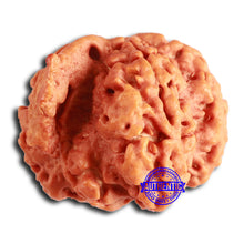 Load image into Gallery viewer, Nepalese Ganesh Rudraksha - Bead No. 258