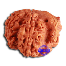 Load image into Gallery viewer, Nepalese Ganesh Rudraksha - Bead No. 258