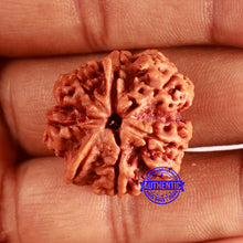 Load image into Gallery viewer, Nepalese Ganesh Rudraksha - Bead No. 259