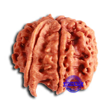 Load image into Gallery viewer, Nepalese Ganesh Rudraksha - Bead No. 259