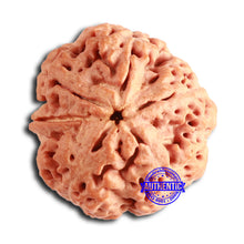 Load image into Gallery viewer, Nepalese Ganesh Rudraksha - Bead No. 263