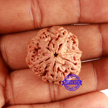 Load image into Gallery viewer, Nepalese Ganesh Rudraksha - Bead No. 263