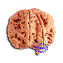 Load image into Gallery viewer, Nepalese Ganesh Rudraksha - Bead No. 263