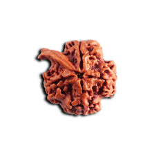 Load image into Gallery viewer, Nepalese Ganesh Rudraksha - Bead No. 297