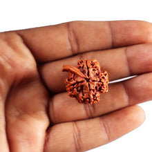 Load image into Gallery viewer, Nepalese Ganesh Rudraksha - Bead No. 297