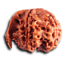 Load image into Gallery viewer, Nepalese Ganesh Rudraksha - Bead No. 297