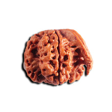 Load image into Gallery viewer, Nepalese Ganesh Rudraksha - Bead No. 297