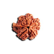 Load image into Gallery viewer, Nepalese Ganesh Rudraksha - Bead No. 298