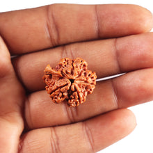 Load image into Gallery viewer, Nepalese Ganesh Rudraksha - Bead No. 298
