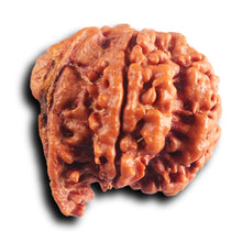 Load image into Gallery viewer, Nepalese Ganesh Rudraksha - Bead No. 298