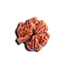 Load image into Gallery viewer, Nepalese Ganesh Rudraksha - Bead No. 299