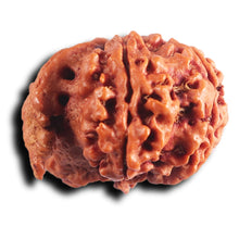 Load image into Gallery viewer, Nepalese Ganesh Rudraksha - Bead No. 299