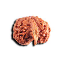 Load image into Gallery viewer, Nepalese Ganesh Rudraksha - Bead No. 299
