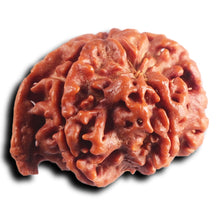 Load image into Gallery viewer, Nepalese Ganesh Rudraksha - Bead No. 300