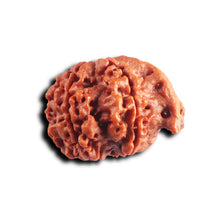 Load image into Gallery viewer, Nepalese Ganesh Rudraksha - Bead No. 300