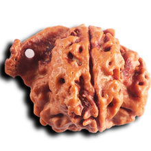 Load image into Gallery viewer, Nepalese Ganesh Rudraksha - Bead No. 301