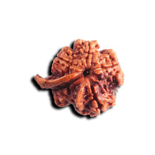 Load image into Gallery viewer, Nepalese Ganesh Rudraksha - Bead No. 302