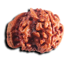 Load image into Gallery viewer, Nepalese Ganesh Rudraksha - Bead No. 302