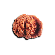 Load image into Gallery viewer, Nepalese Ganesh Rudraksha - Bead No. 302
