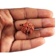 Load image into Gallery viewer, Nepalese Ganesh Rudraksha - Bead No. 303