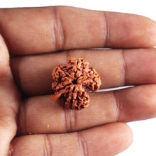 Load image into Gallery viewer, Nepalese Ganesh Rudraksha - Bead 304