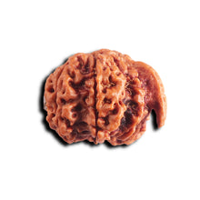 Load image into Gallery viewer, Nepalese Ganesh Rudraksha - Bead 304