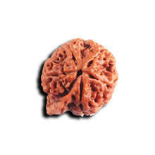Load image into Gallery viewer, Nepalese Ganesh Rudraksha - Bead 305