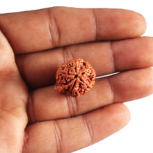 Load image into Gallery viewer, Nepalese Ganesh Rudraksha - Bead 305