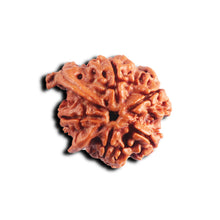 Load image into Gallery viewer, Nepalese Double Ganesh Rudraksha - Bead No. 306
