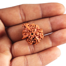 Load image into Gallery viewer, Nepalese Double Ganesh Rudraksha - Bead No. 306