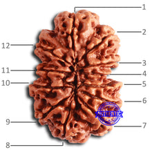 Load image into Gallery viewer, Gaurishanker Nepalese Rudraksha Bead No. - 285