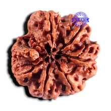 Load image into Gallery viewer, Nepalese Ganesh Rudraksha - Bead No. 313