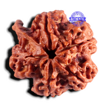Load image into Gallery viewer, Nepalese Ganesh Rudraksha - Bead No. 314
