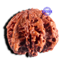 Load image into Gallery viewer, Nepalese Ganesh Rudraksha - Bead No. 314