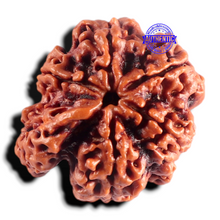 Load image into Gallery viewer, Nepalese Ganesh Rudraksha - Bead No. 315