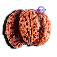 Load image into Gallery viewer, Nepalese Ganesh Rudraksha - Bead No. 315