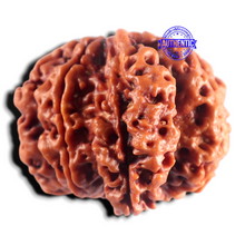 Load image into Gallery viewer, Nepalese Ganesh Rudraksha - Bead No. 315