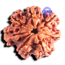 Load image into Gallery viewer, Nepalese Ganesh Rudraksha - Bead No. 317