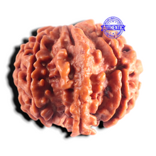 Load image into Gallery viewer, Nepalese Ganesh Rudraksha - Bead No. 317