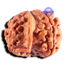 Load image into Gallery viewer, Nepalese Ganesh Rudraksha - Bead No. 318