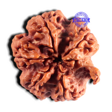 Load image into Gallery viewer, Nepalese Ganesh Rudraksha - Bead No. 319