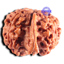 Load image into Gallery viewer, Nepalese Ganesh Rudraksha - Bead No. 319