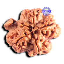 Load image into Gallery viewer, Nepalese Ganesh Rudraksha - Bead No. 320